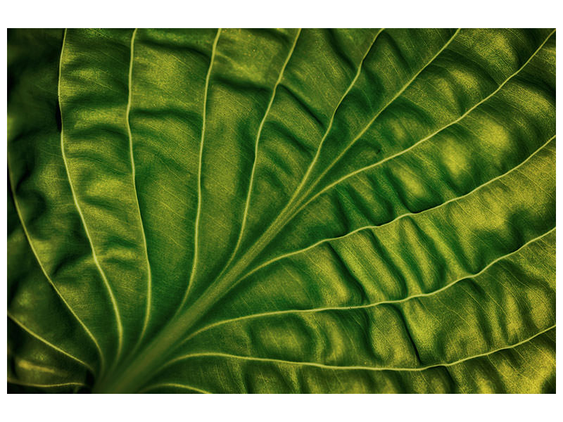 modern-4-piece-canvas-print-leaf-of-a-hosta