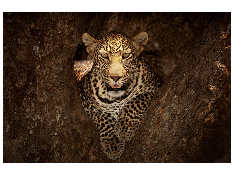 modern-3-piece-canvas-print-leopard-resting-on-a-tree-at-masai-mara