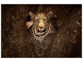 3-piece-canvas-print-leopard-resting-on-a-tree-at-masai-mara