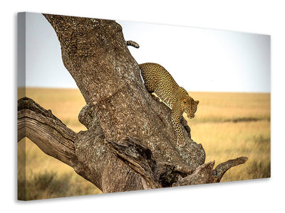5-piece-canvas-print-leopard-serengheti-tanzania