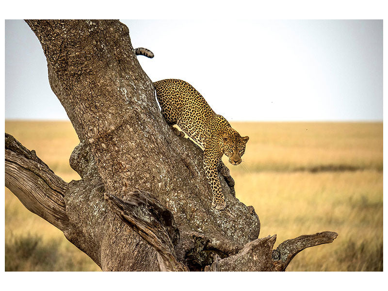 4-piece-canvas-print-leopard-serengheti-tanzania