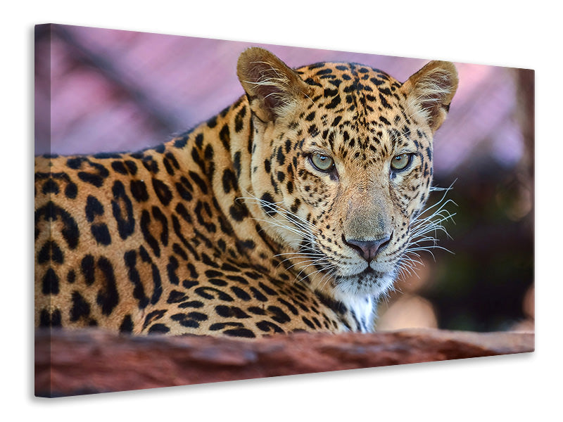 5-piece-canvas-print-leopard