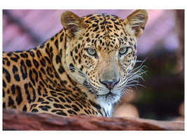 5-piece-canvas-print-leopard
