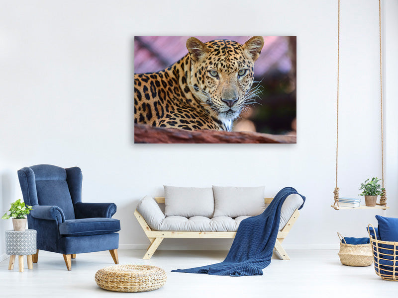 5-piece-canvas-print-leopard