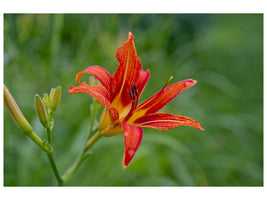 3-piece-canvas-print-lily-blossom-in-the-nature