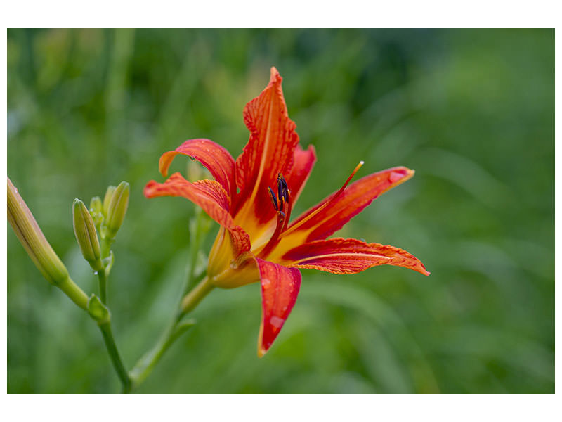 3-piece-canvas-print-lily-blossom-in-the-nature