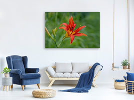 3-piece-canvas-print-lily-blossom-in-the-nature