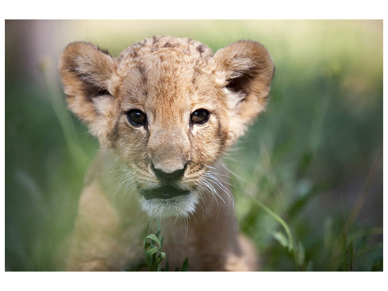 modern-3-piece-canvas-print-lion-baby