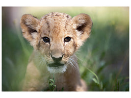 modern-4-piece-canvas-print-lion-baby