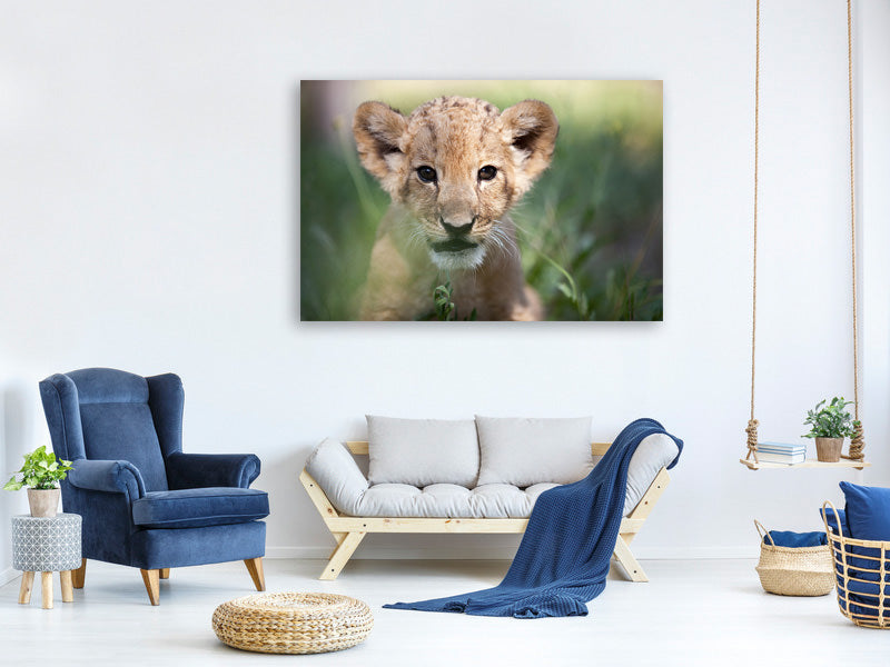 5-piece-canvas-print-lion-baby