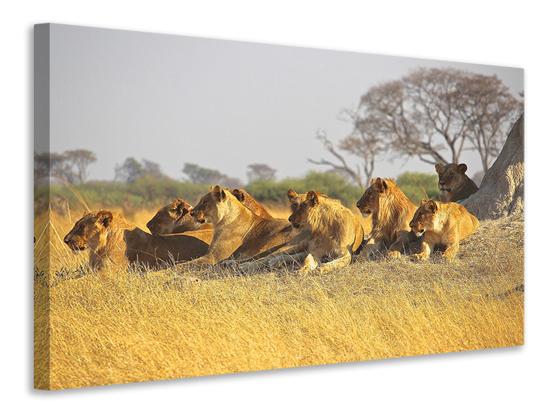 panoramic-3-piece-canvas-print-lion-family