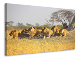 3-piece-canvas-print-lion-family