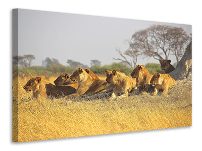 3-piece-canvas-print-lion-family
