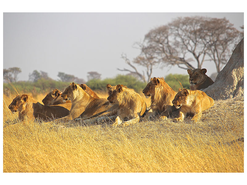 panoramic-canvas-print-lion-family
