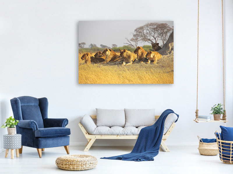 3-piece-canvas-print-lion-family