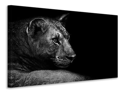 panoramic-3-piece-canvas-print-lion