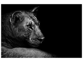 panoramic-3-piece-canvas-print-lion