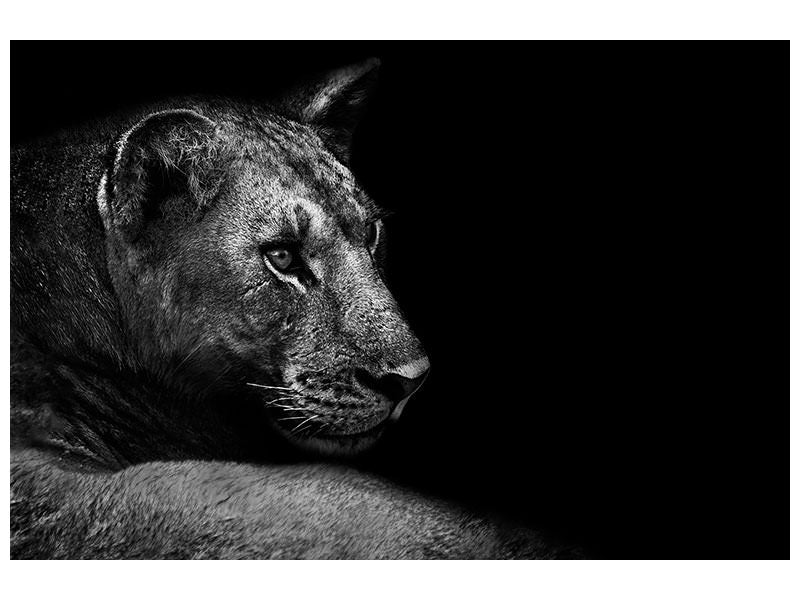 panoramic-canvas-print-lion