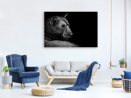 3-piece-canvas-print-lion