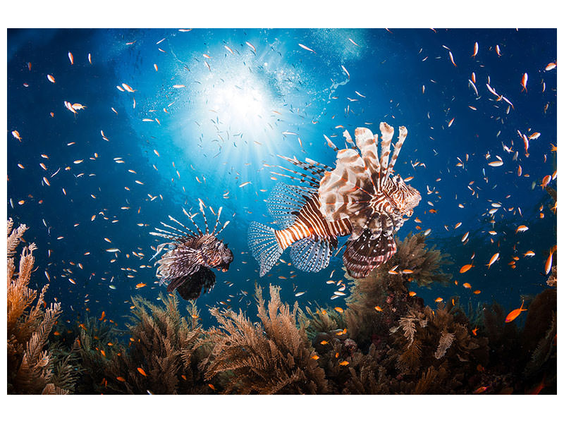 modern-4-piece-canvas-print-lionfish-ii