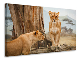 3-piece-canvas-print-lions-in-africa
