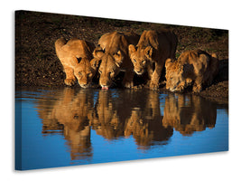 3-piece-canvas-print-lions-of-mara