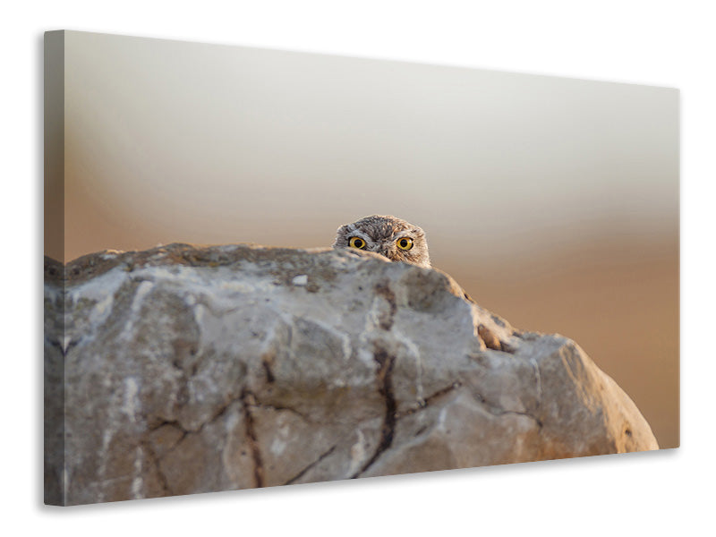 3-piece-canvas-print-little-owl