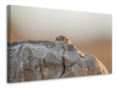 5-piece-canvas-print-little-owl