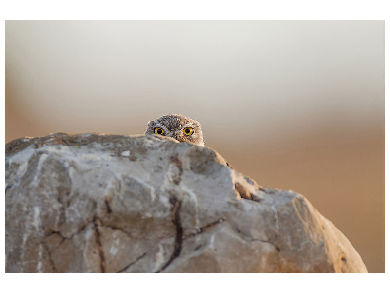 modern-3-piece-canvas-print-little-owl