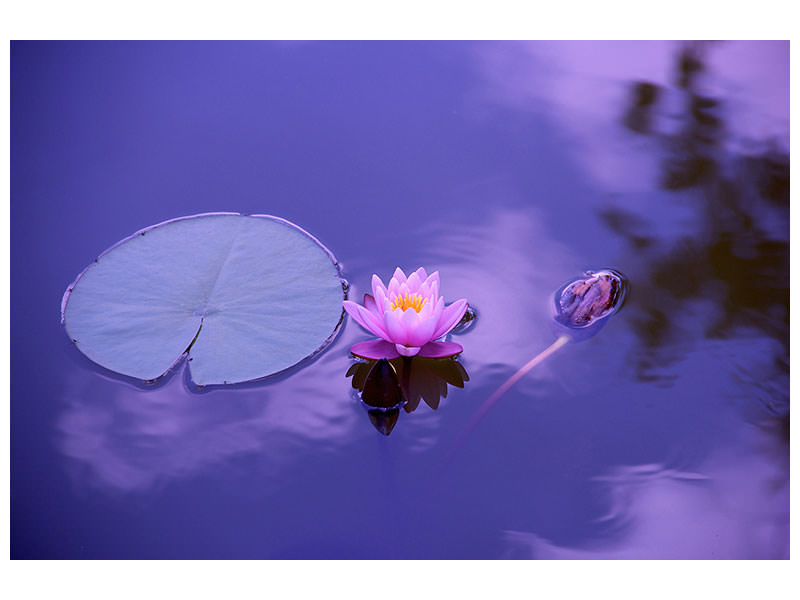 modern-3-piece-canvas-print-lotus-flower