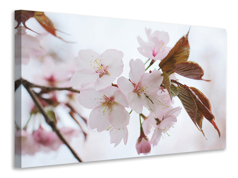 3-piece-canvas-print-lovely-japanese-cherry