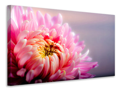 modern-3-piece-canvas-print-macro-chrysanthemum