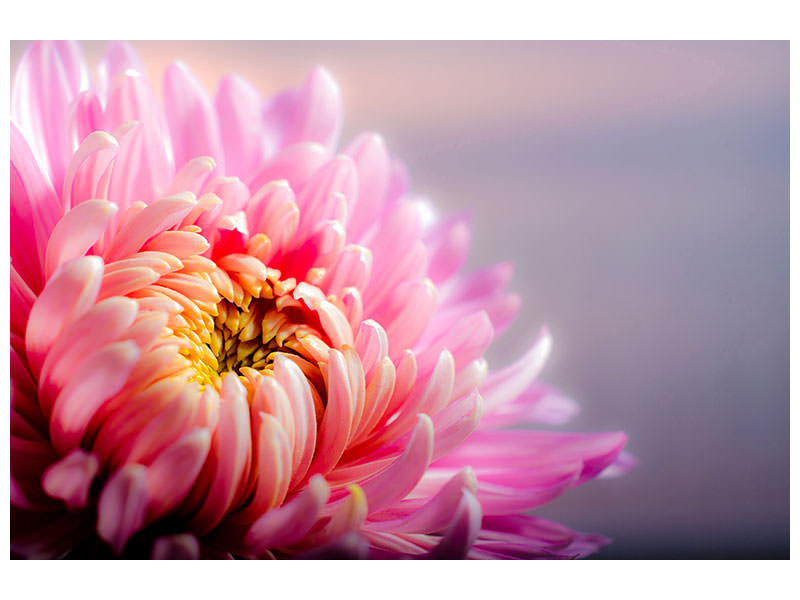 modern-3-piece-canvas-print-macro-chrysanthemum