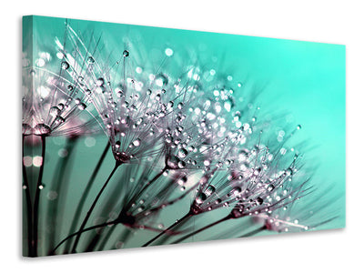 4-piece-canvas-print-macro-dandelion-p
