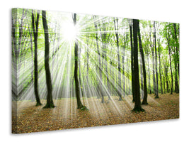 panoramic-canvas-print-magic-light-in-the-trees