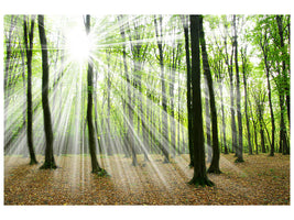canvas-print-magic-light-in-the-trees