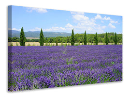 3-piece-canvas-print-magnificent-lavender-field