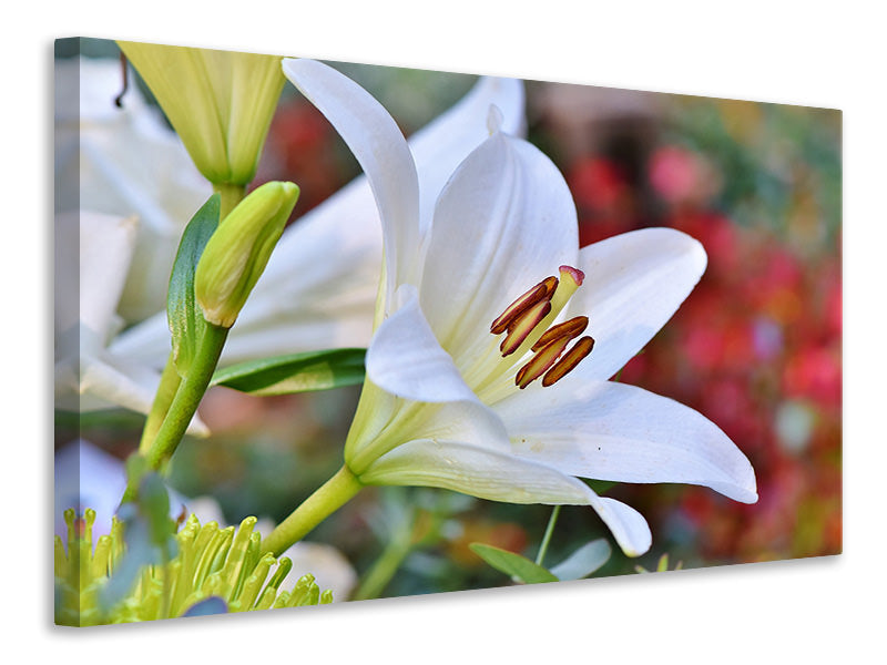 4-piece-canvas-print-magnificent-lily-in-white