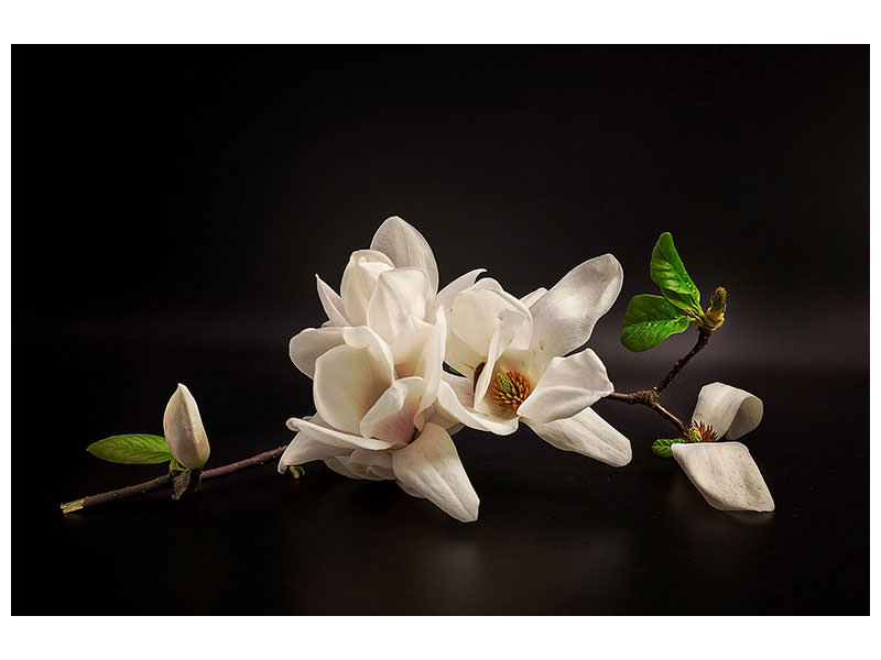 4-piece-canvas-print-magnolia