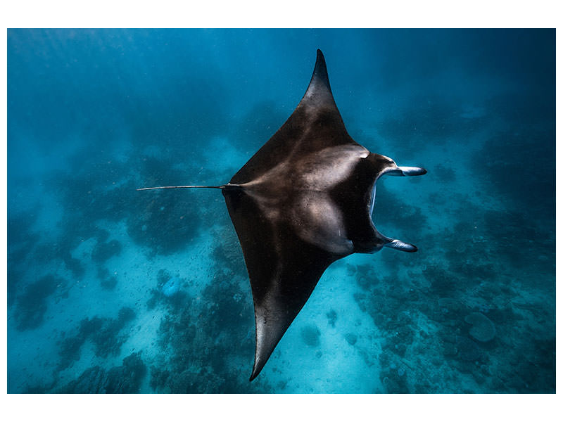modern-3-piece-canvas-print-manta-fly