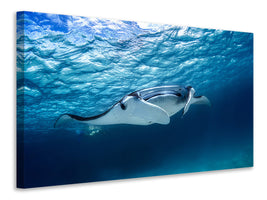4-piece-canvas-print-manta-ray