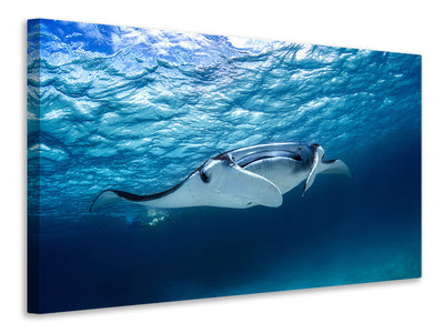 panoramic-canvas-print-manta-ray