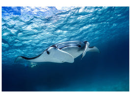 modern-3-piece-canvas-print-manta-ray