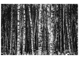 panoramic-canvas-print-many-birches-xl