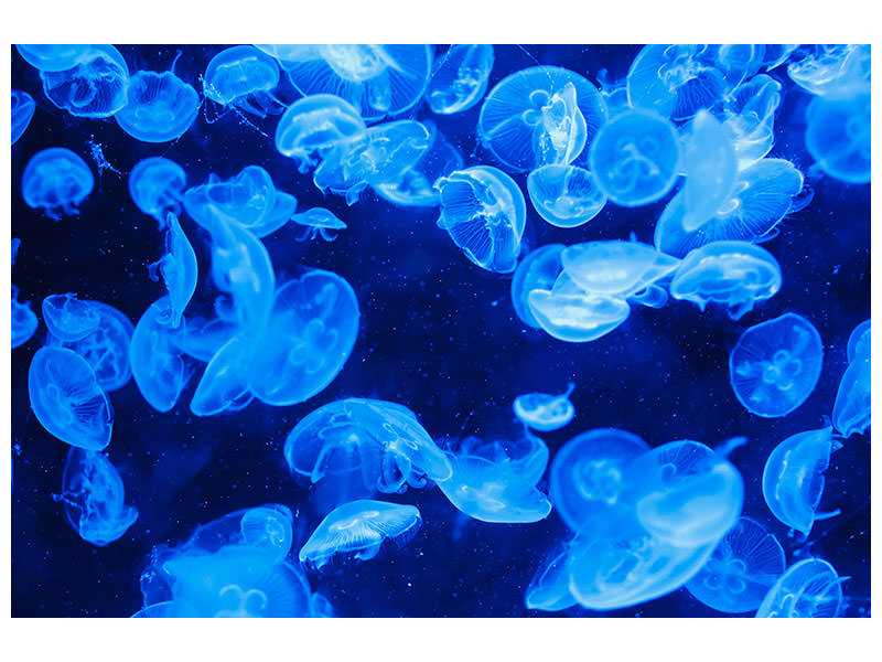 3-piece-canvas-print-many-jellyfish-in-the-blue-water