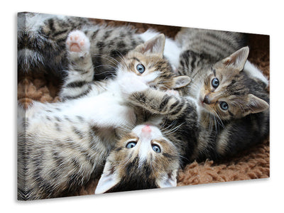 3-piece-canvas-print-many-kittens
