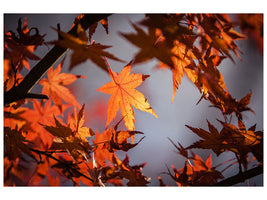 modern-3-piece-canvas-print-maple-leaves-in-autumn