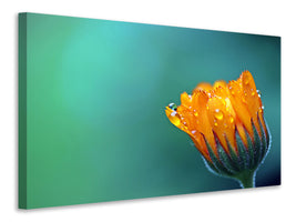3-piece-canvas-print-marigold-in-morning-dew
