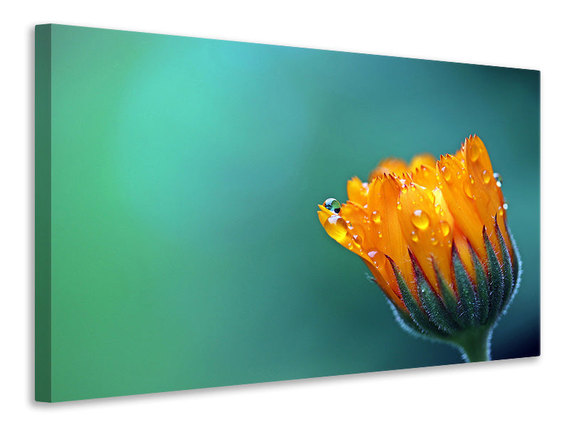 modern-3-piece-canvas-print-marigold-in-morning-dew
