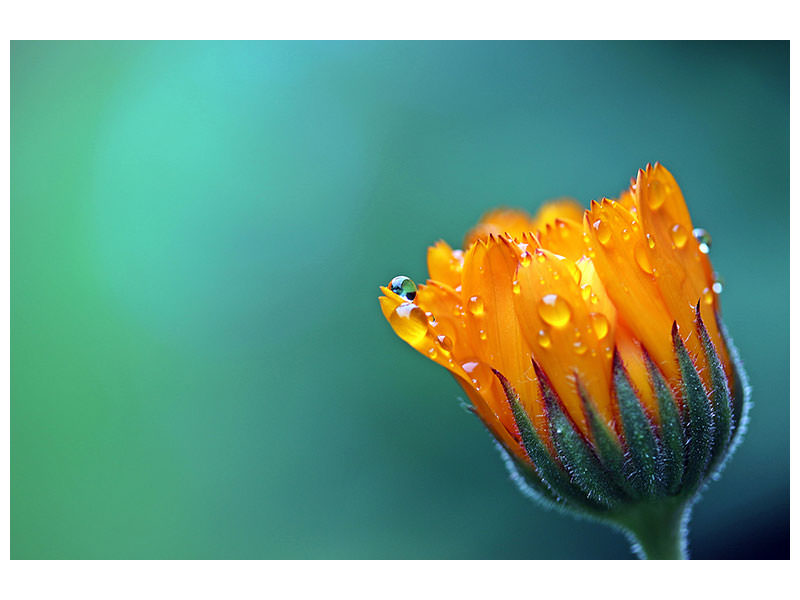 modern-3-piece-canvas-print-marigold-in-morning-dew